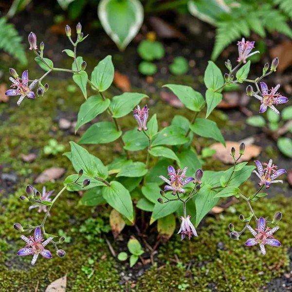 Tricyrtis nana
