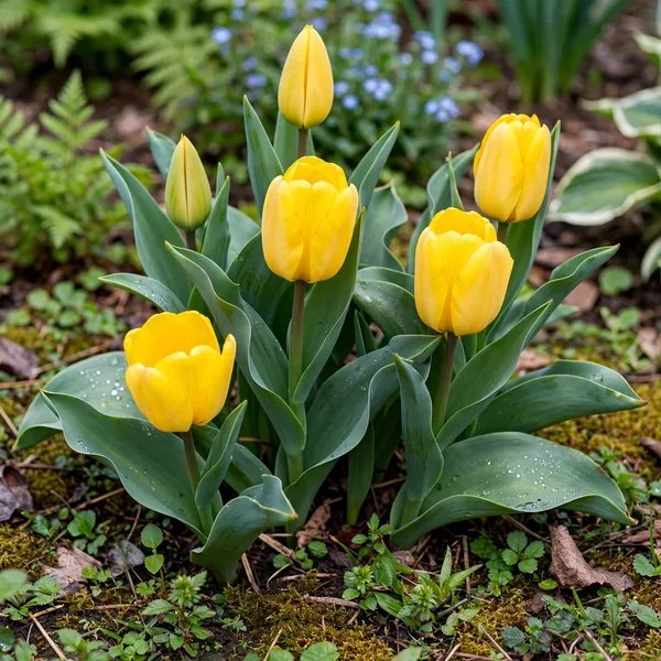 Tulipa gesneriana 'Golden Apeldoorn'