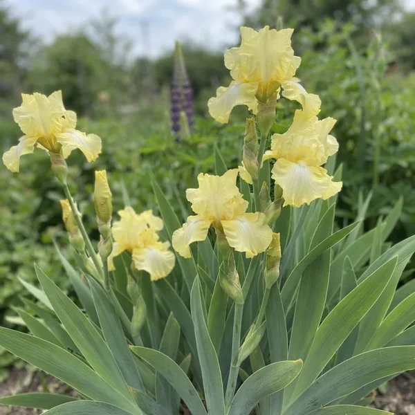Iris x germanica 'Summer Olympics'