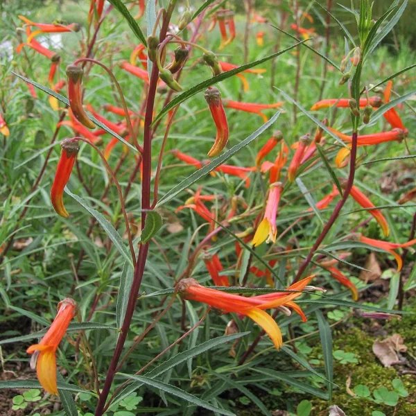 Lobelia laxiflora 'Candy Corn'