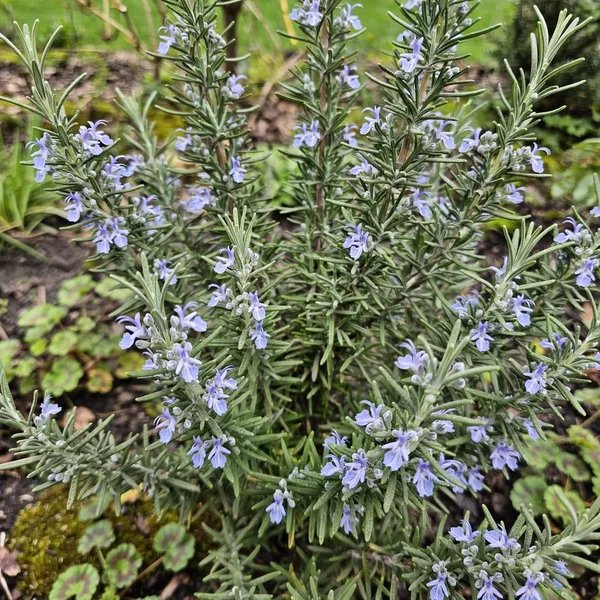 Rosmarinus officinalis 'Salem'