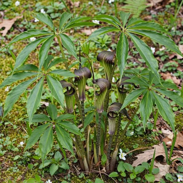 Arisaema minamitanii