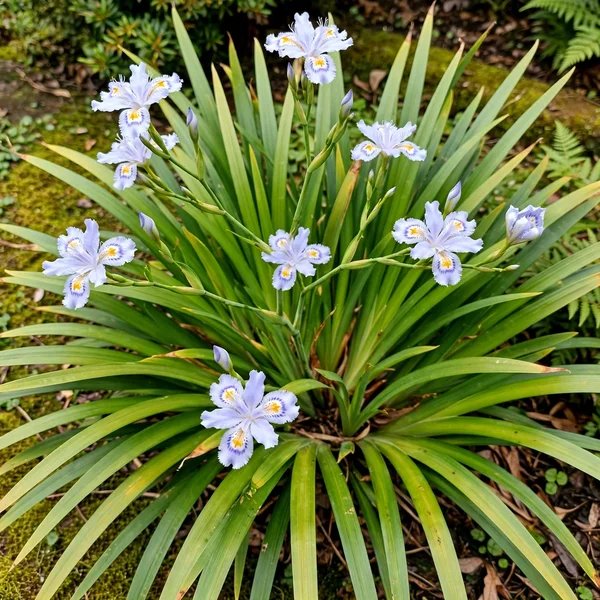 Iris confusa