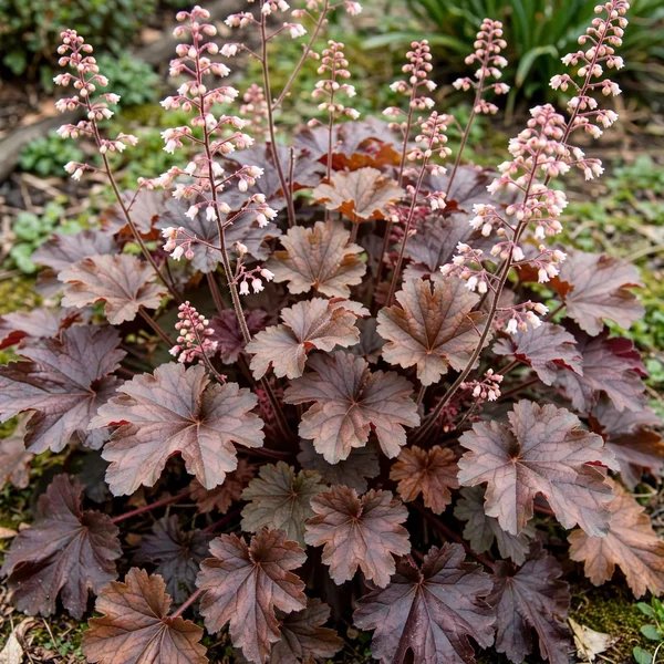 Heuchera villosa 'Bronze Wave'