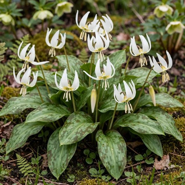 Erythronium californicum 'White Beauty'