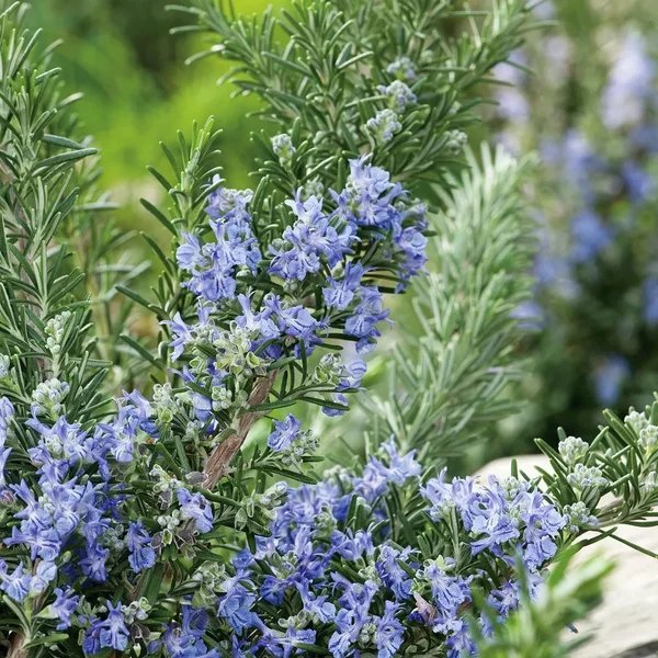 Rosmarinus officinalis 'Tuscan Blue'