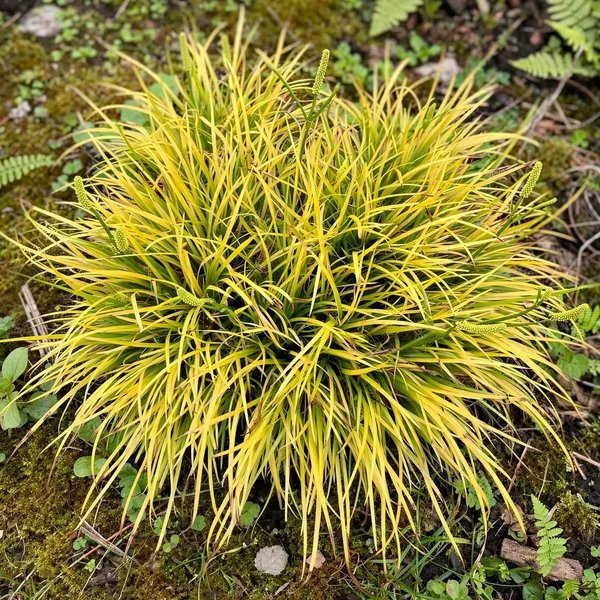 Acorus gramineus 'Minimus Aureus'