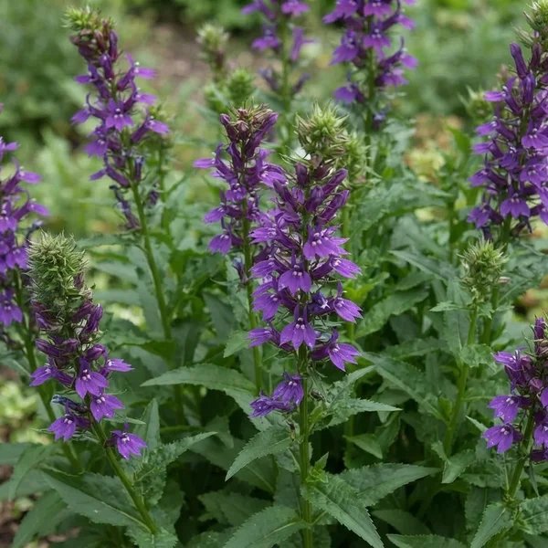 Lobelia x hybrida 'Grape Knee-Hi'