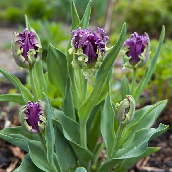 Tulipa x hybrida 'Mysterious Parrot'