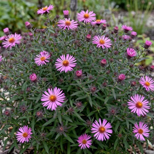 Aster novae-angliae 'Pink Crush'