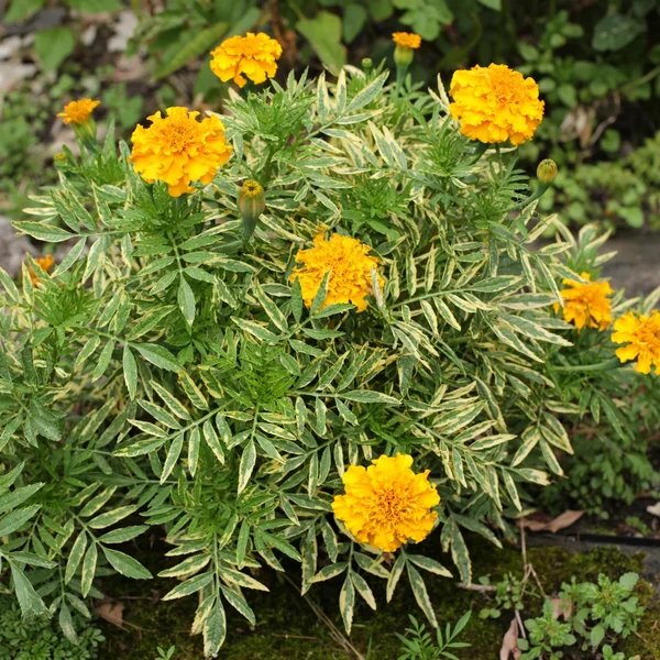 Tagetes erecta 'Dwarf Jaguar'