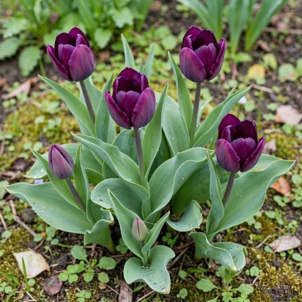 Tulipa x hybrida 'Purple Prince'