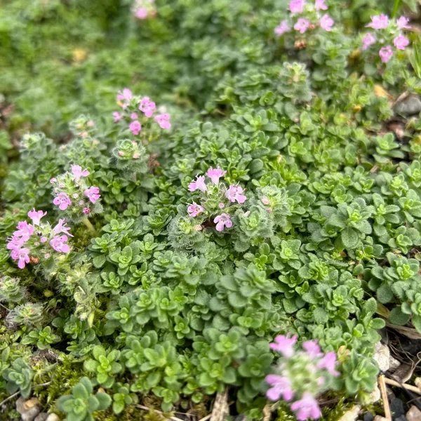 Thymus x citriodorus 'Pink Chintz'