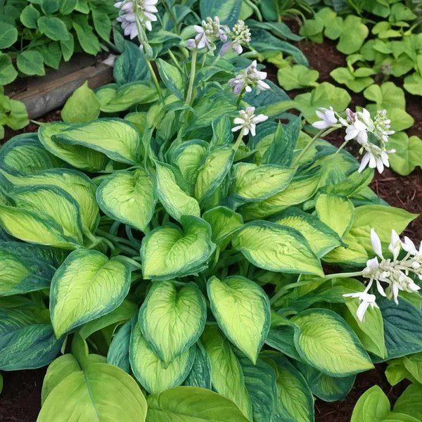 Hosta x hybrida 'Sombrero'