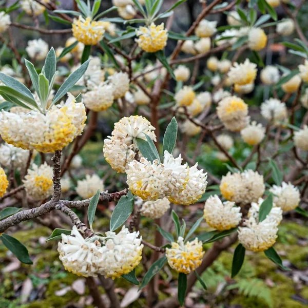 Edgeworthia chrysantha 'Snow Cream'