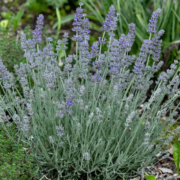 Lavandula angustifolia 'Blue Fragrant'