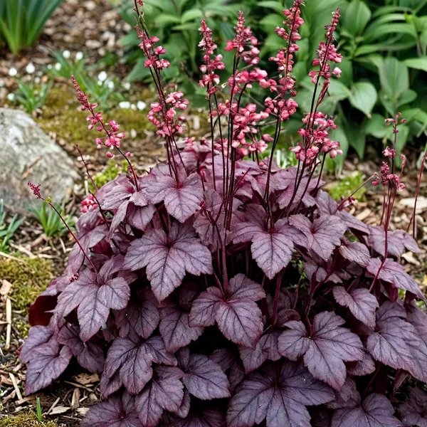 Heuchera x brizoides 'Electric Plum'