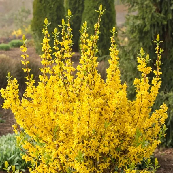 Forsythia x intermedia 'Magical Gold'