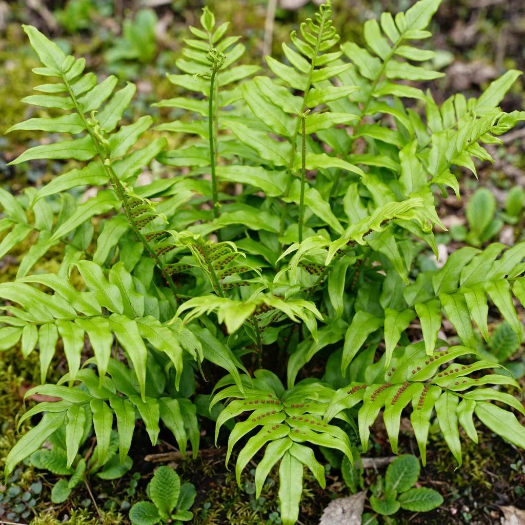 Holly Fern