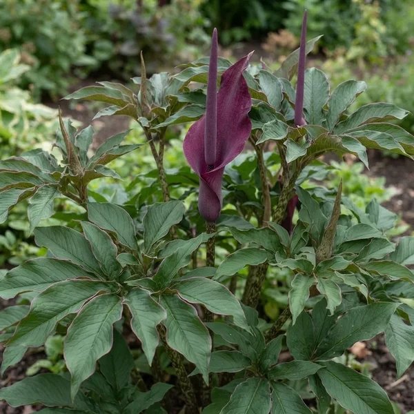 Amorphophallus saururus