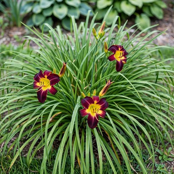 Hemerocallis x hybrida 'Persian Ruby'