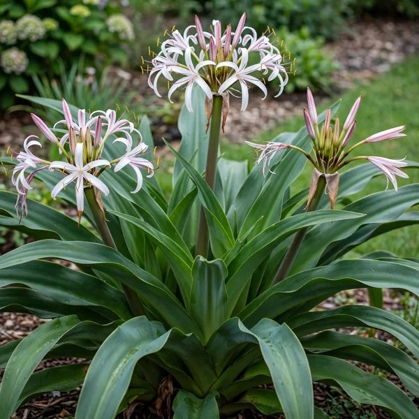 Crinum x hybrida 'Mystery'