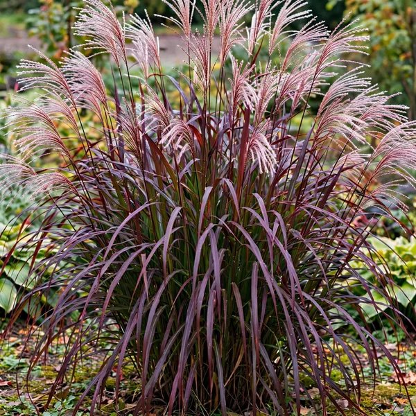 Miscanthus sinensis 'Purpurascens'
