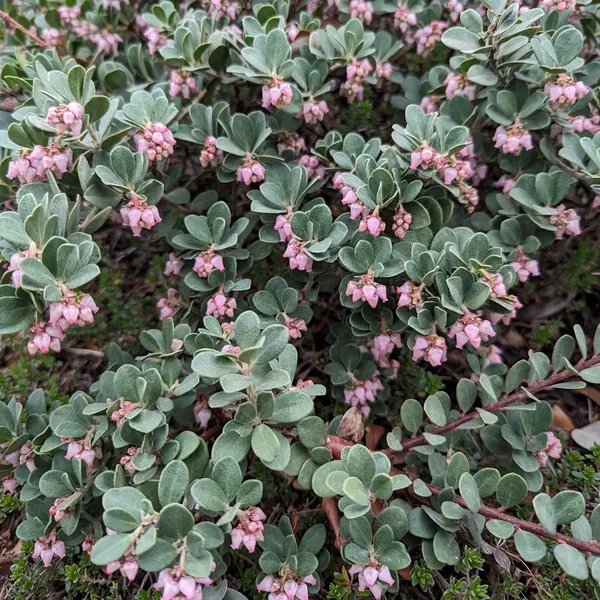Arctostaphylos x media 'Ron Clendenen'