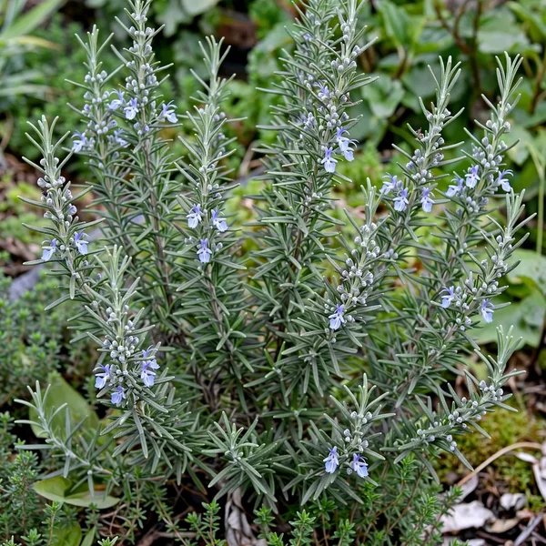 Rosmarinus officinalis 'Arp'