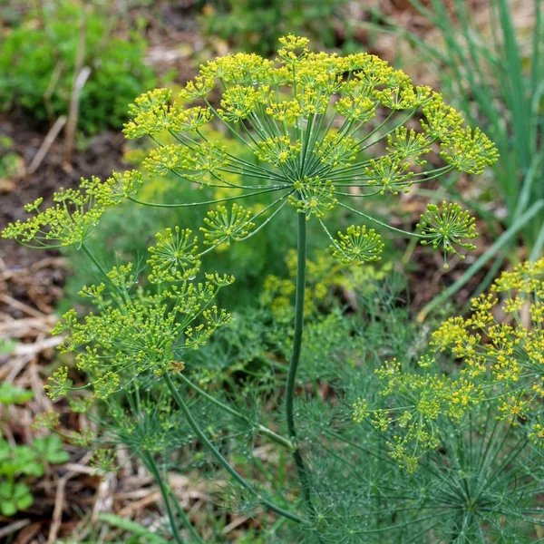 Anethum graveolens 'Bouquet'