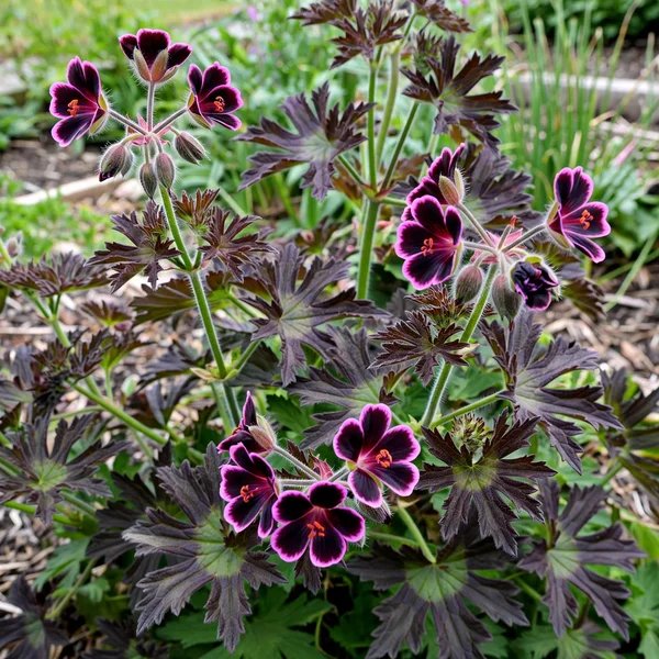 Pelargonium x hortorum 'Midnight Ghost'
