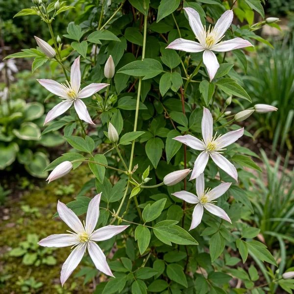 Clematis x hybrida 'Huldine'