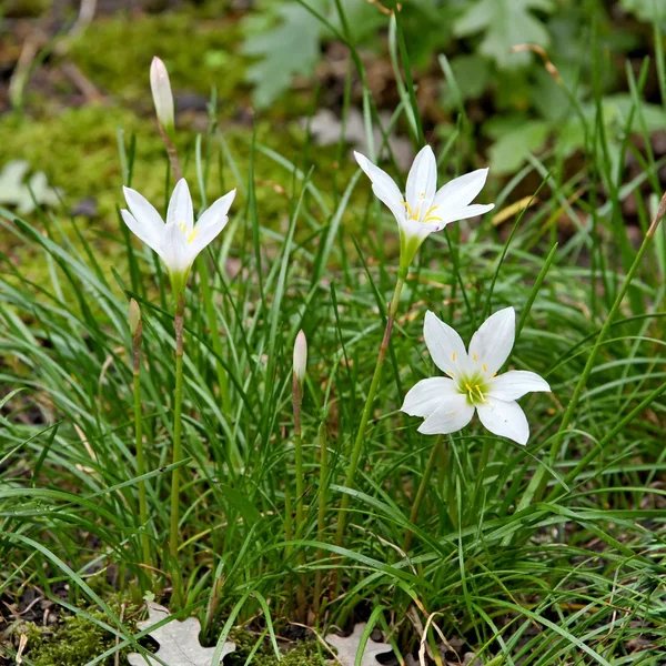 Zephyranthes atamasca