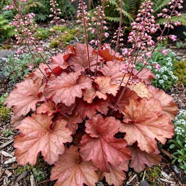 Heuchera x brizoides 'RIO'