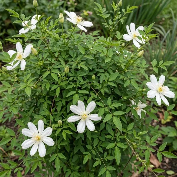 Clematis x durandii 'White Arabella'