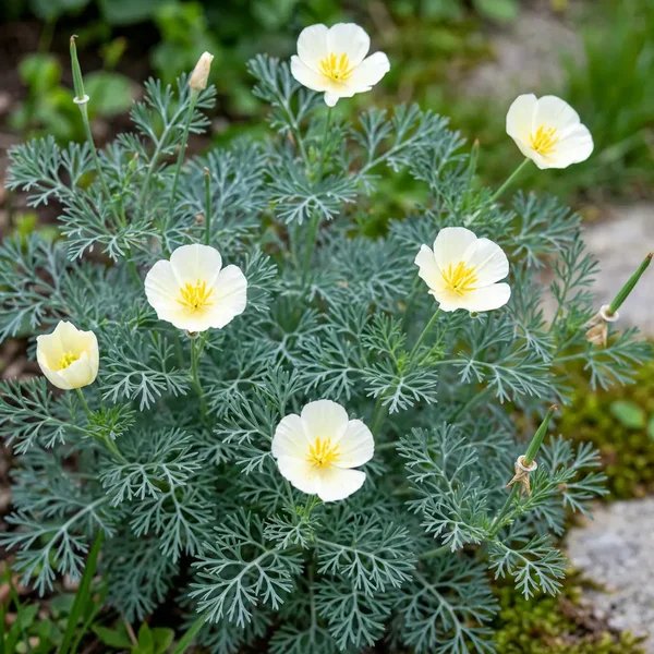 Eschscholzia californica 'Alba'
