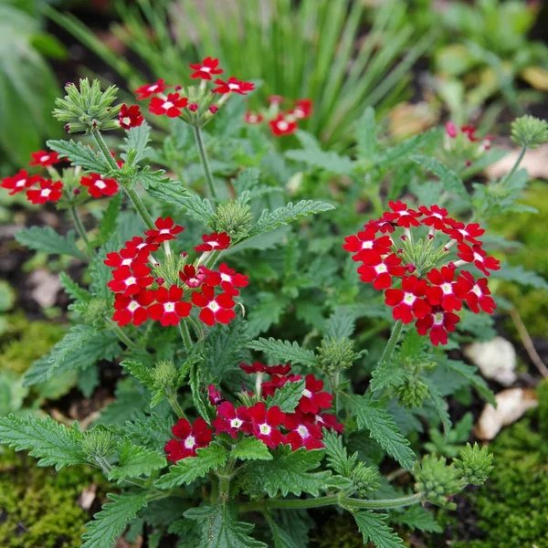 Verbena x hybrida 'Tex Tuf Red'