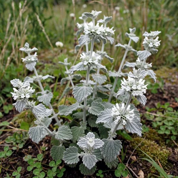 Marrubium cylleneum