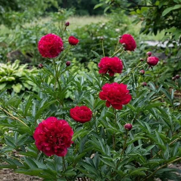Paeonia officinalis 'Kansas'
