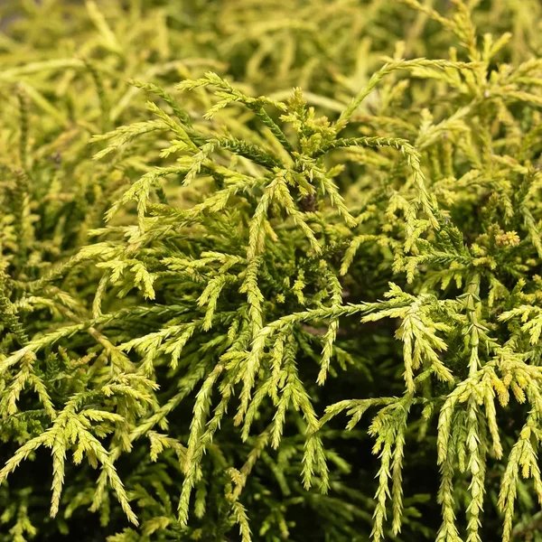 Chamaecyparis pisifera 'Squarrosa Lutea'