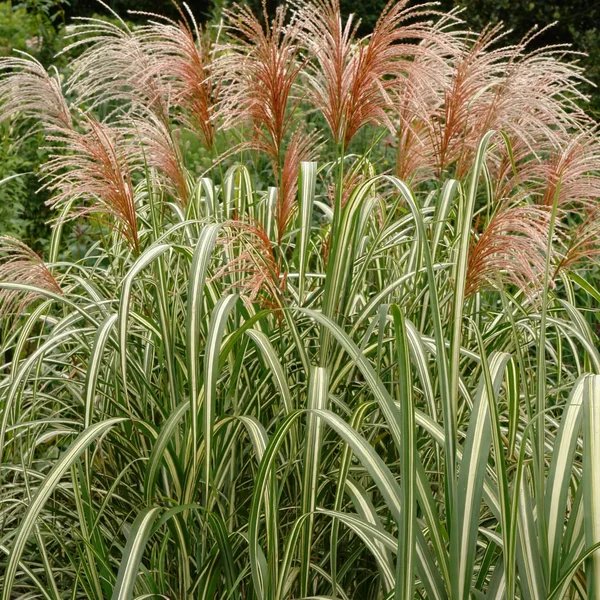 Miscanthus x giganteus 'Cabaret'