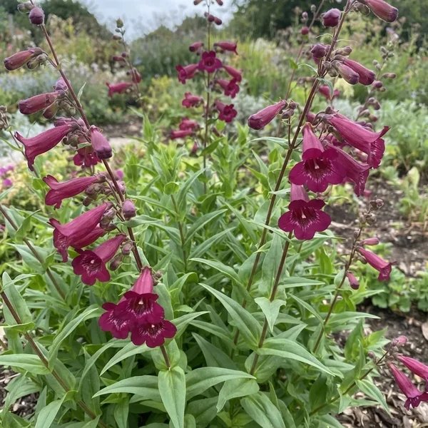 Penstemon barbatus 'Rich Ruby'