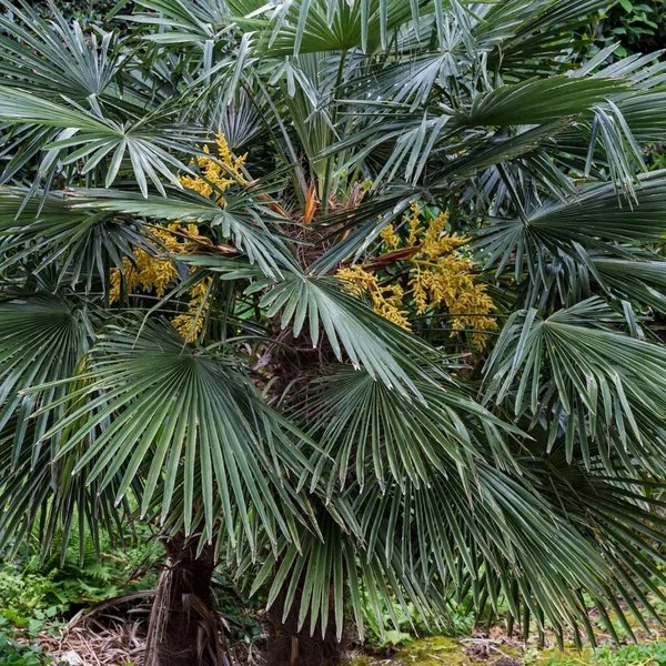 Trachycarpus fortunei 'Taylor'