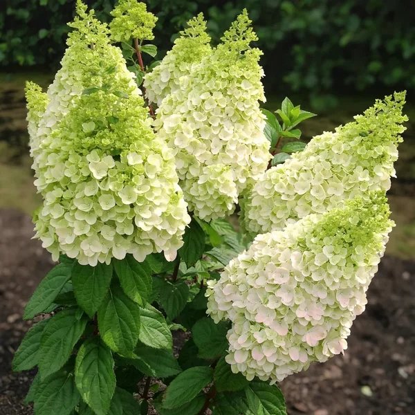 Hydrangea paniculata 'Moonrock'