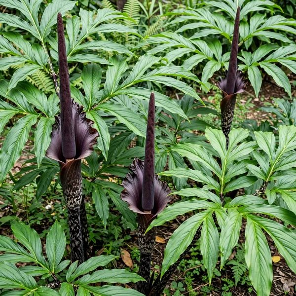 Amorphophallus koratensis 'Dark Stem Form'