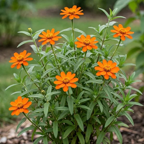 Zinnia elegans 'Profusion'