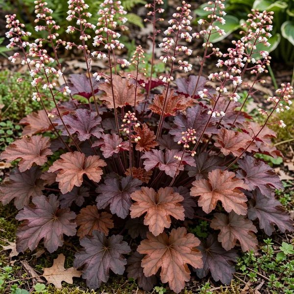Heuchera x hybrida 'Carnival Cinnamon Stick'