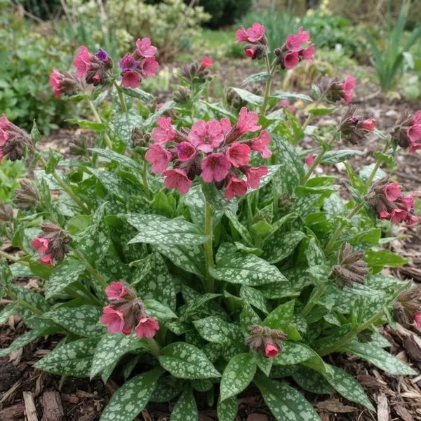 Pulmonaria officinalis 'Raspberry Splash'