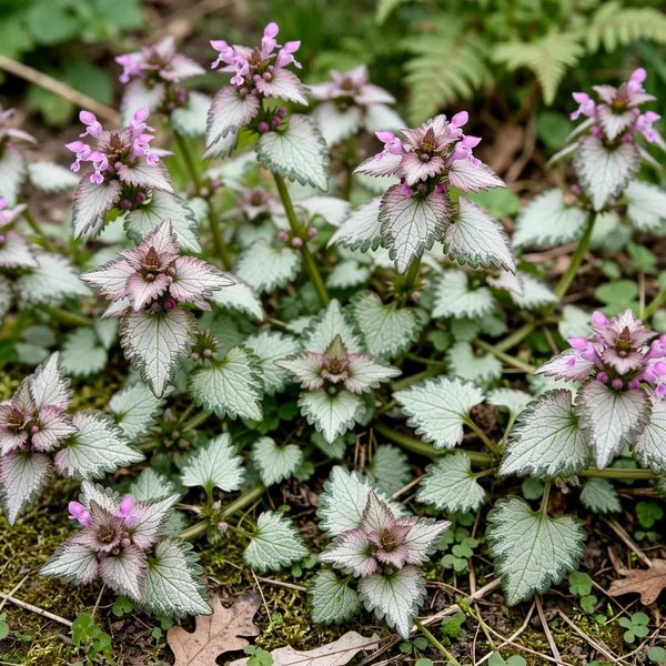 Lamium maculatum 'Elizabeth de Haas'