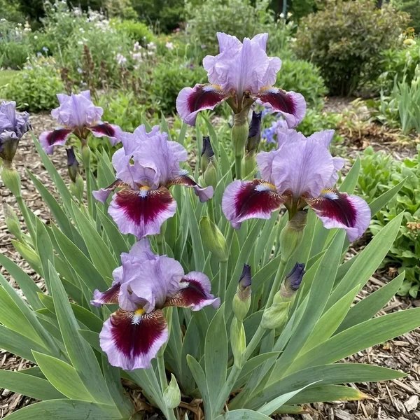 Iris x germanica 'Going In Circles Kickstart'